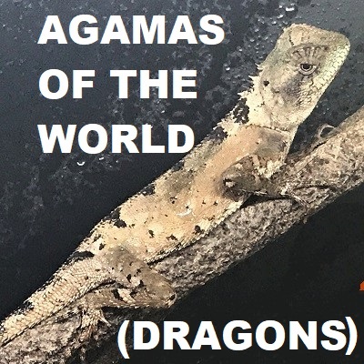 Agamas of the World