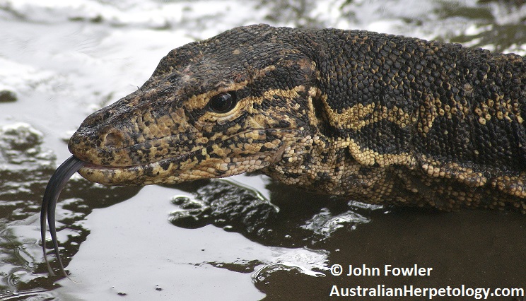 Asian Water Monitor Varanus salvator