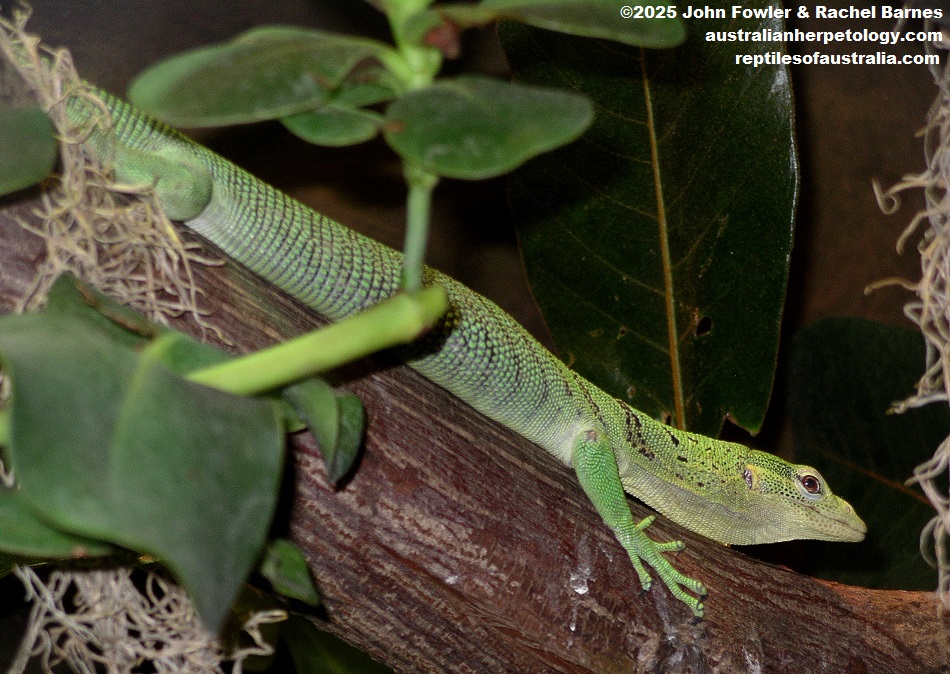 Emerald Tree Monitor (Varanus prasinus)