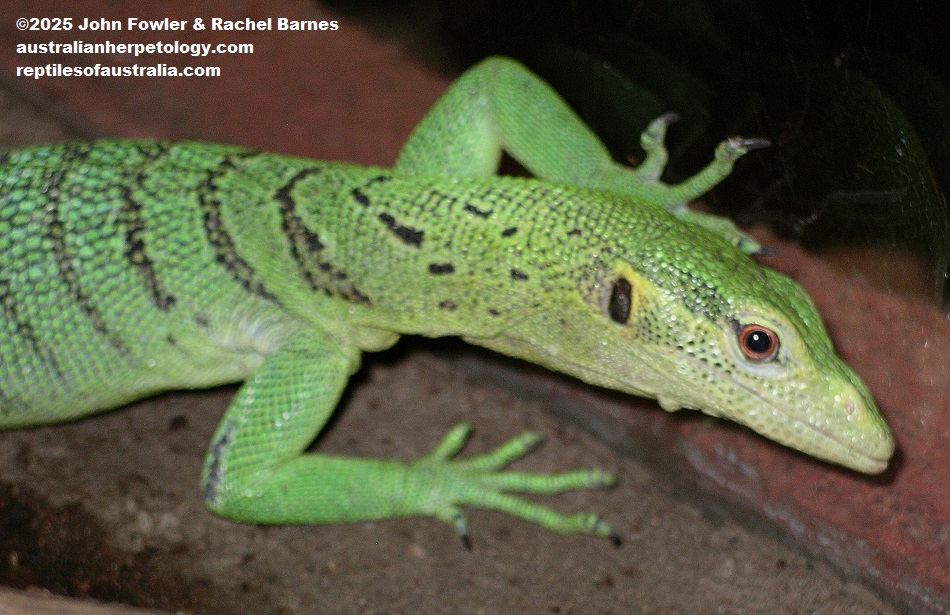 Emerald Tree Monitor (Varanus prasinus)
