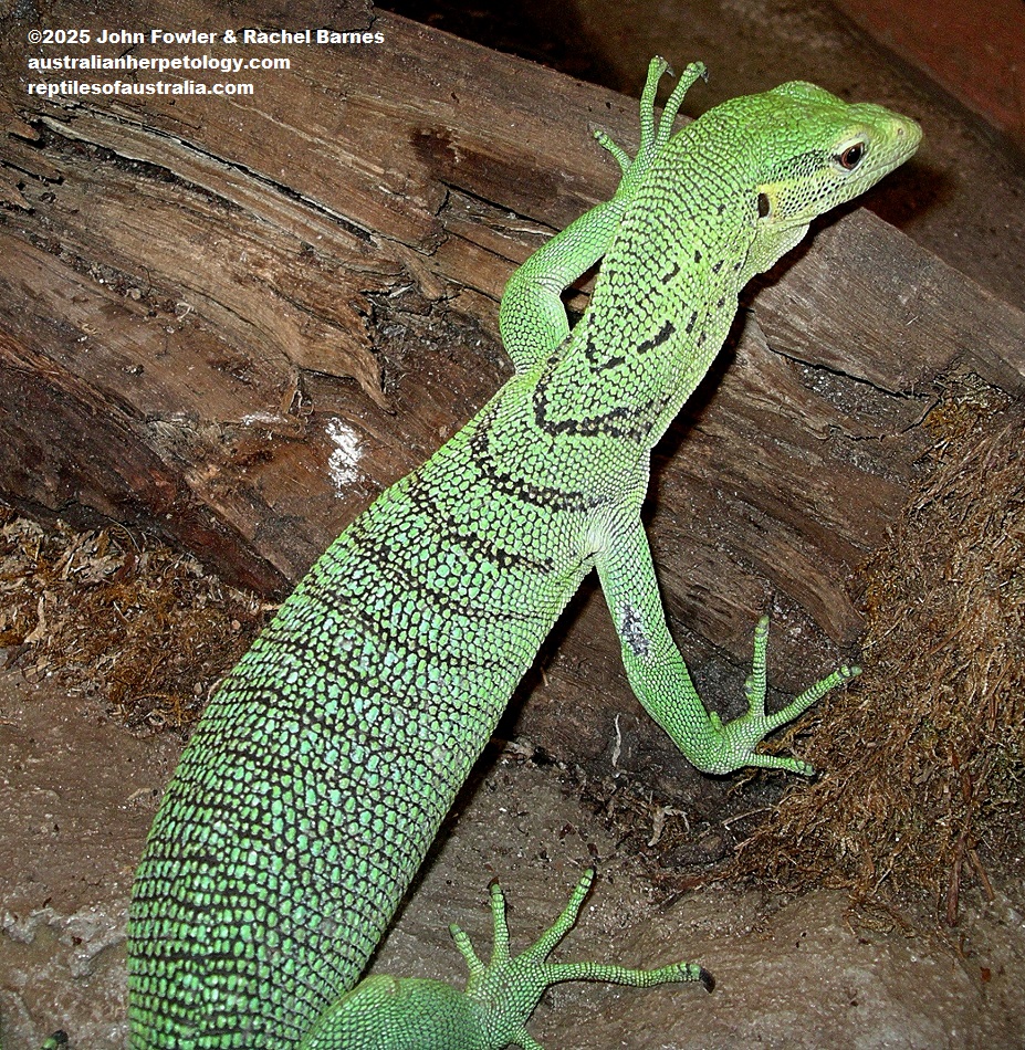 Emerald Tree Monitor (Varanus prasinus)