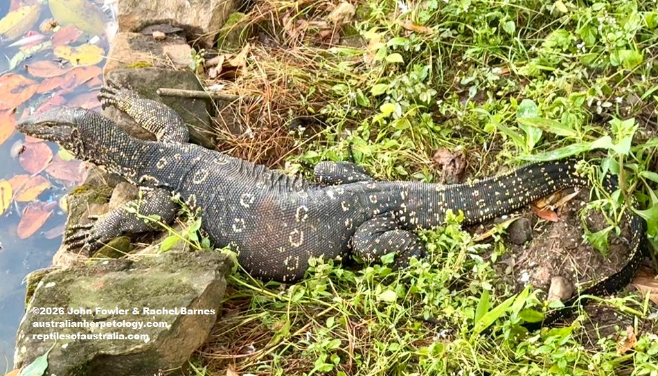 A large Sri Lanka Water Monitor (Varanus salvator salvator) photographed at Kandy Lake, Sri Lanka