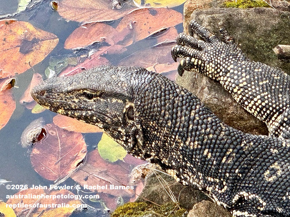 A large Sri Lanka Water Monitor (Varanus salvator salvator) photographed at Kandy Lake, Sri Lanka