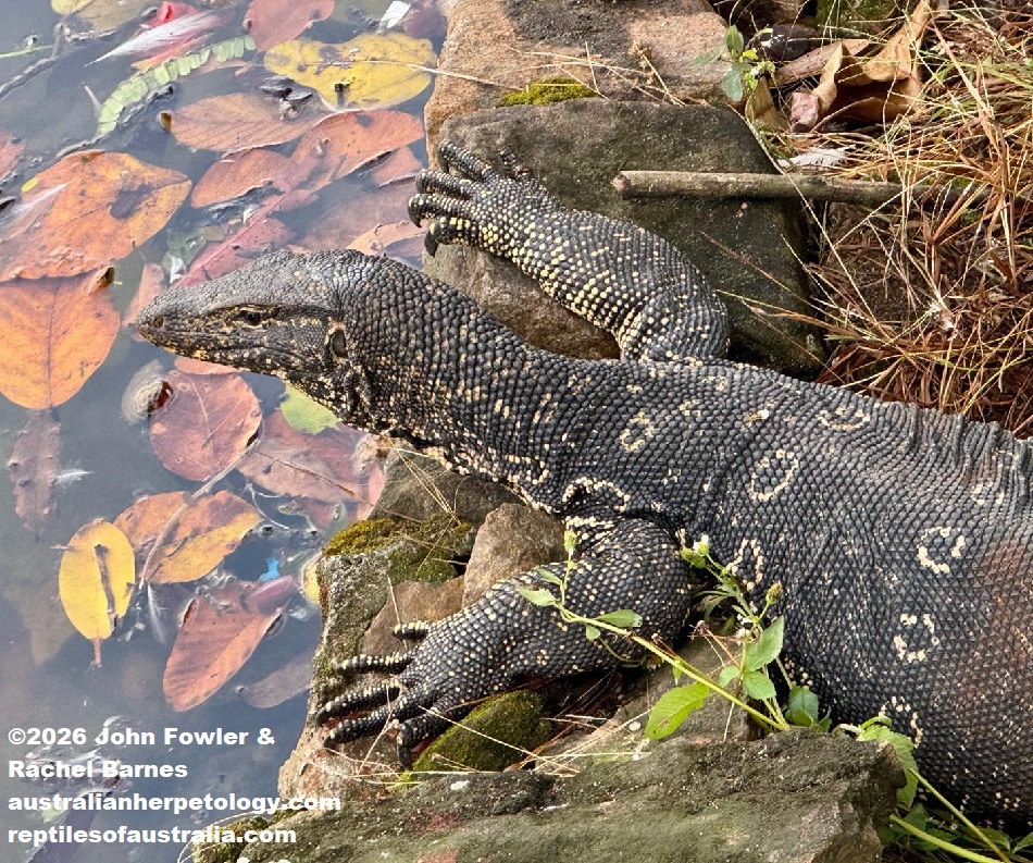 A large Sri Lanka Water Monitor (Varanus salvator salvator) photographed at Kandy Lake, Sri Lanka