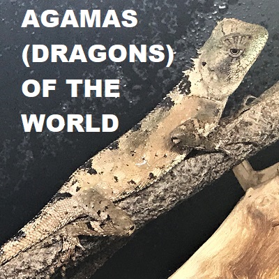 AGAMAS (DRAGONS) OF THE WORLD