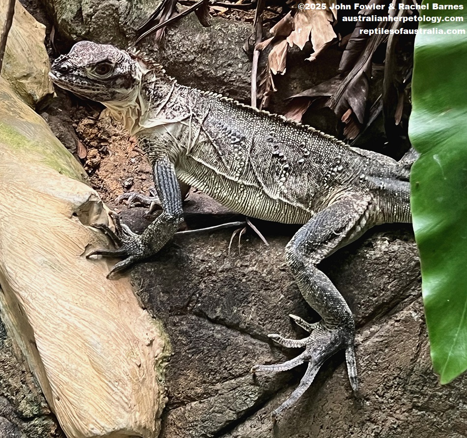 This female Philippine Sailfin Lizard (Hydrosaurus pustulatus) was photographed at the National Zoo of Malaysia (Zoo Negara)
