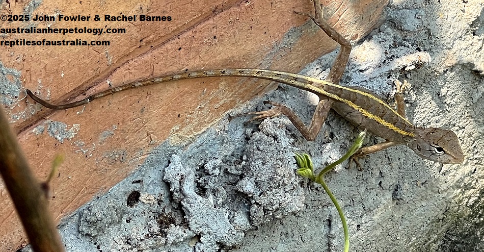 A young Oriental Garden Lizard (Calotes versicolor) photographed in Siem Reap, Cambodia