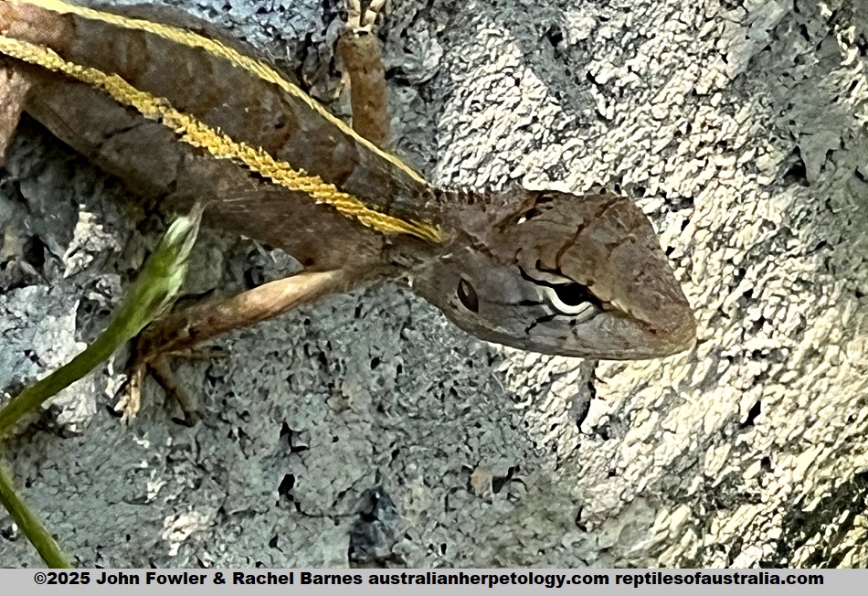 A young Oriental Garden Lizard (Calotes versicolor) photographed in Siem Reap, Cambodia