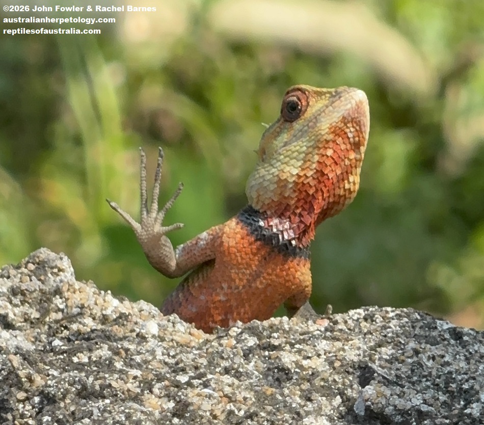 Oriental Garden Lizard