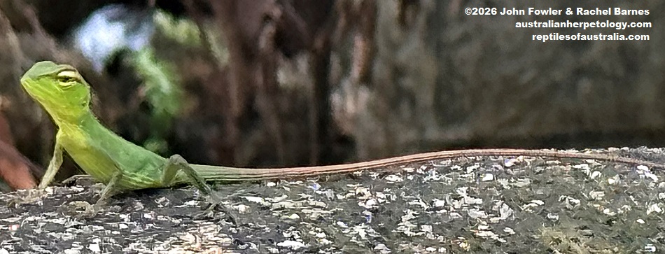 Baby Common Green Forest Dragon (Calotes calotes) photographed in Lankagama, Sri Lanka