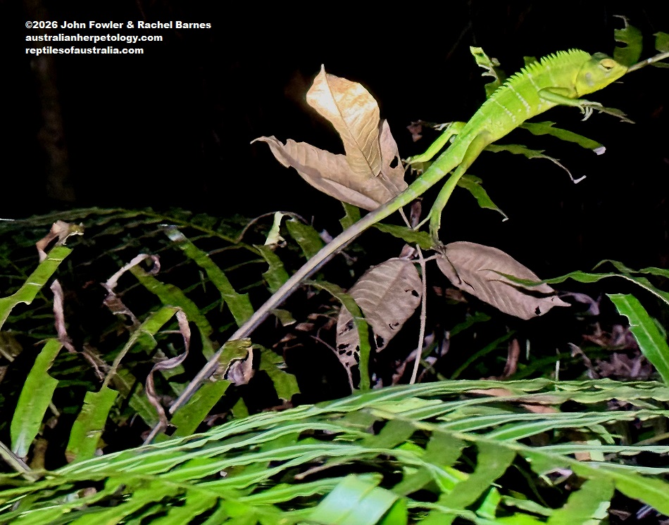 Subadult Common Green Forest Dragon (Calotes calotes)photographed in Lankagama, Sri Lanka
