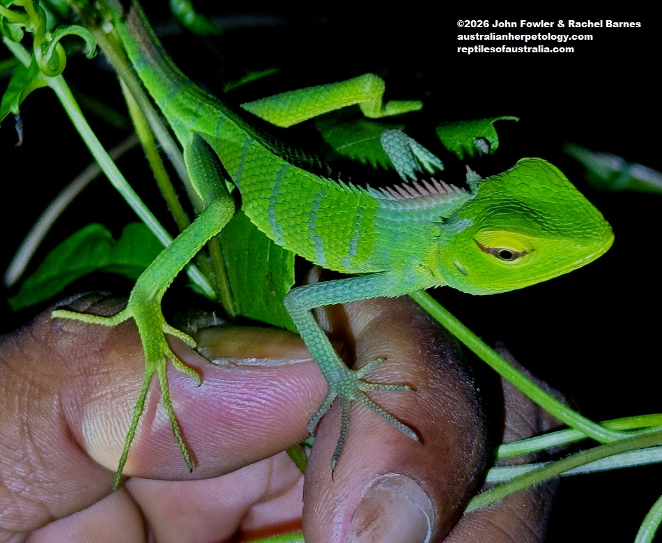Juvenile Common Green Forest Dragon (Calotes calotes) photographed in Lankagama, Sri Lanka