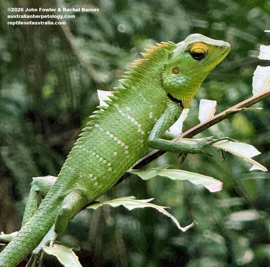 Subadult Common Green Forest Dragon (Calotes calotes)photographed in Lankagama, Sri Lanka