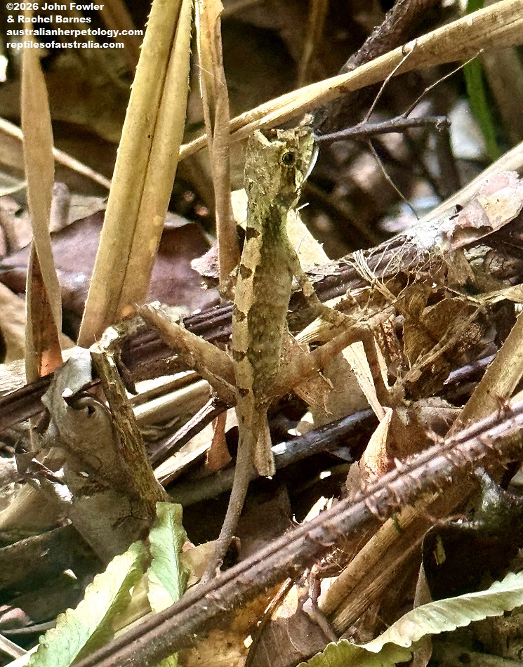 Sri Lanka Kangaroo Lizard (Otocryptis wiegmanni) eating a stick insect - photographed at Sinharaja, Sri Lanka