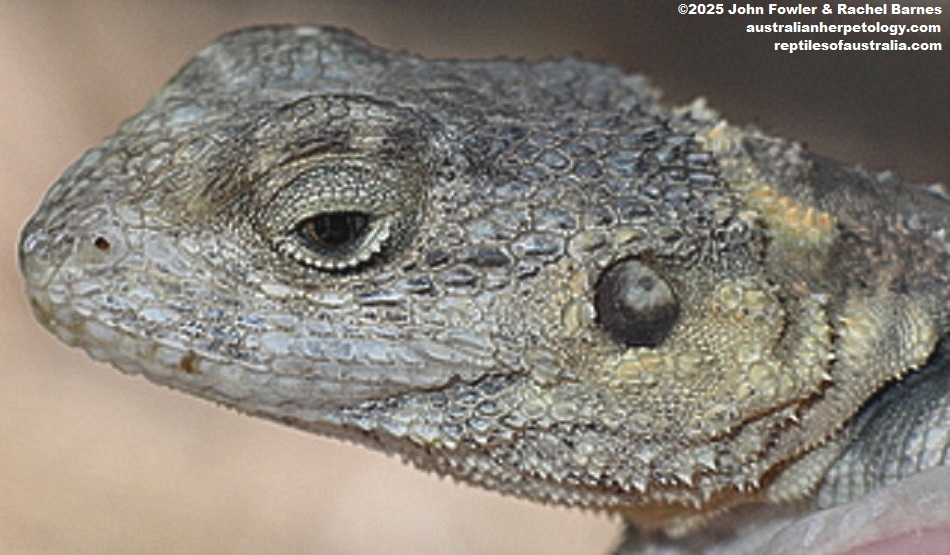 This Starred Agama (Stellagama stellio) was photographed in Tingaki, Kos Island, Greece
