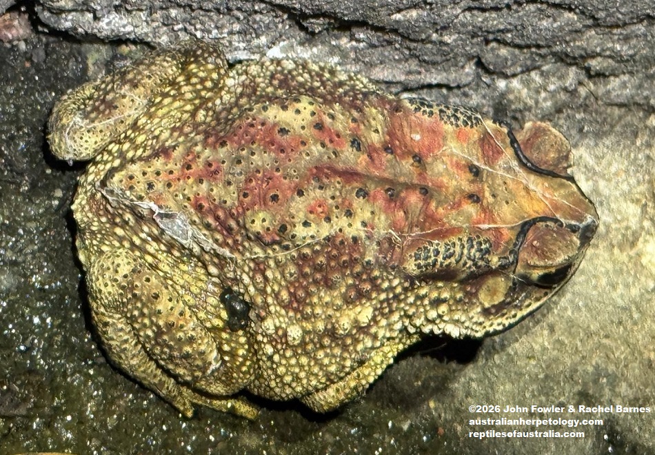 Asian Common Toad (Duttaphrynus melanostictus) photographed in Gampaha District Sri Lanka