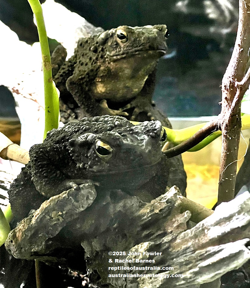 Giant Asian River Toads (Phrynoidis asper) photographed at the National Zoo of Malaysia (Zoo Negara)