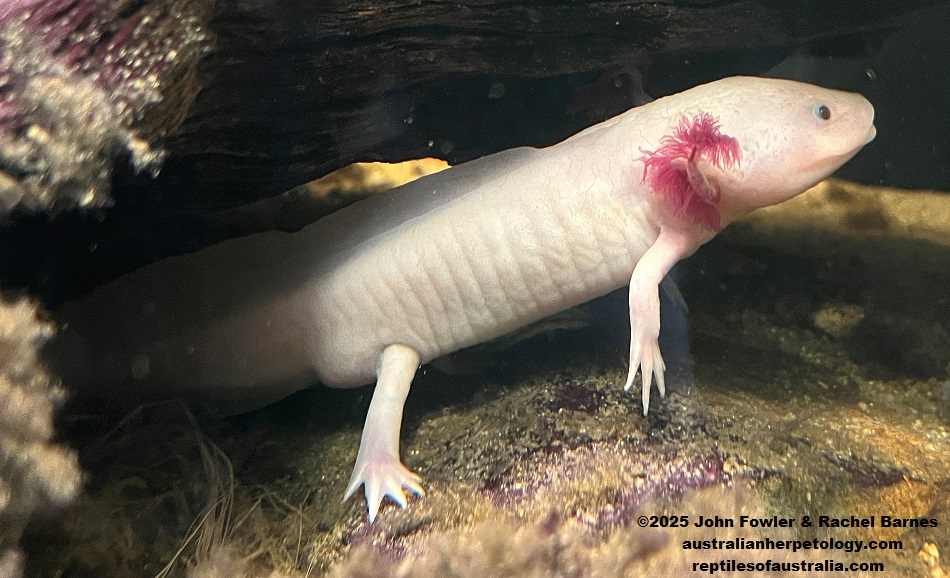 Axolotl (Ambystoma mexicanum)