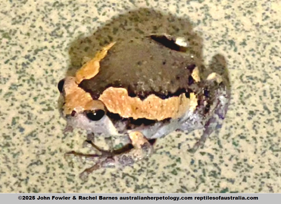 Asian Painted Frog (Kaloula pulchra) photographed in Sien Reap Cambodia