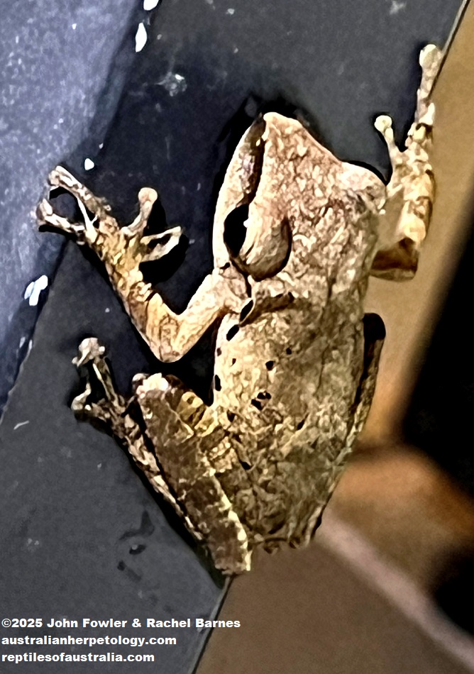 Black-striped Frog (Sylvirana nigrovittata) photographed in Siem Reap, Cambodia