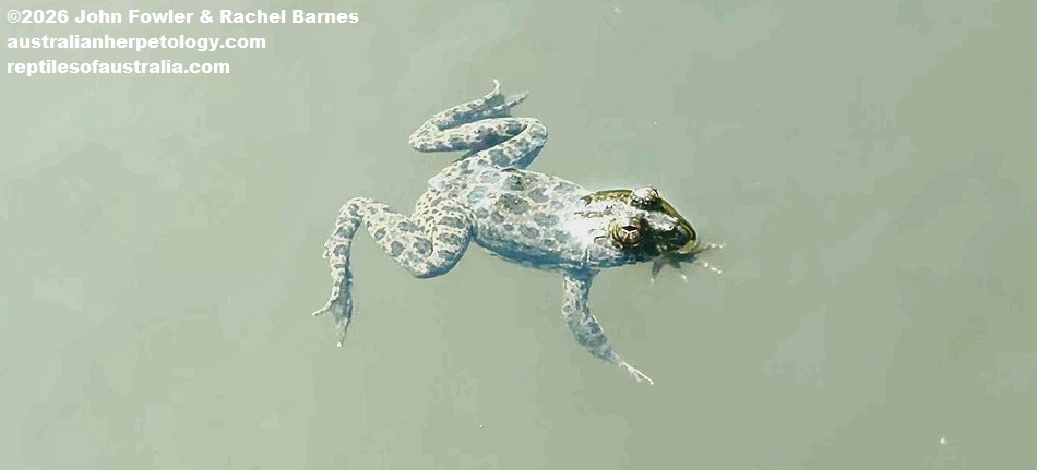 Common Paddy Field Frog (Minervarya agricola) photographed in a rock pool in Sigiriya, Sri Lanka