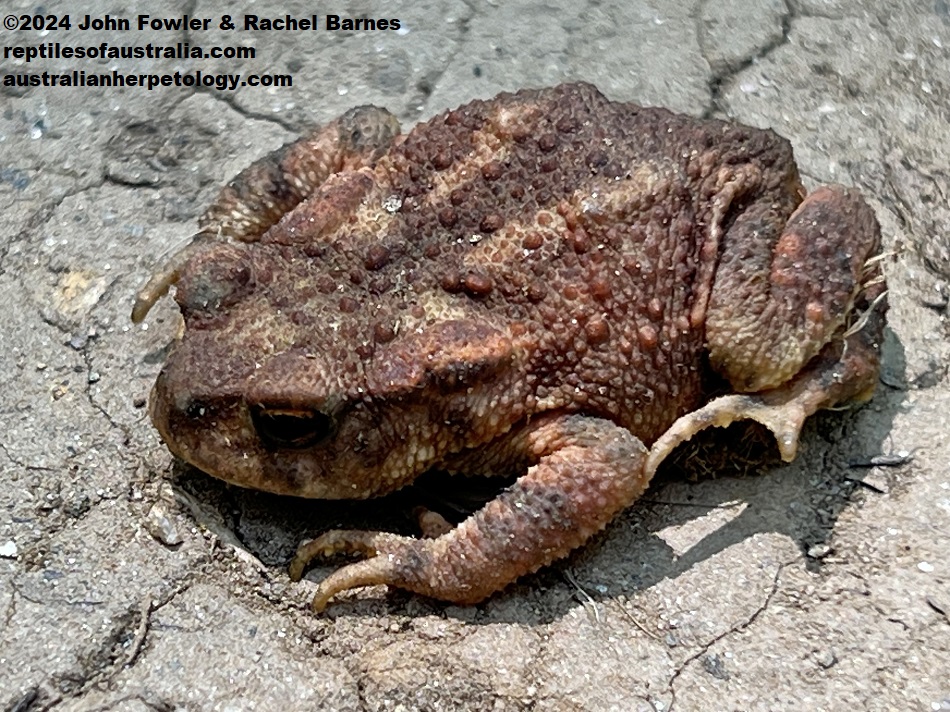 Iberian Spiny Toad (Bufo spinosus) photographed in Madrid, Spain