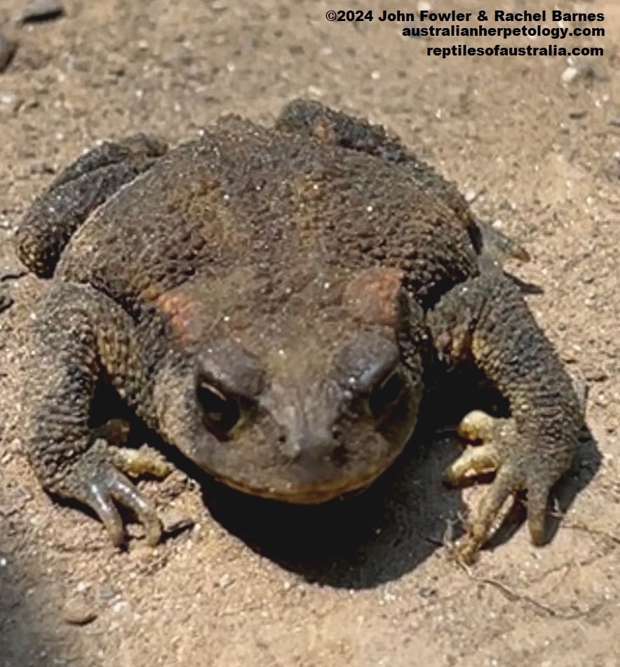 Iberian Spiny Toad (Bufo spinosus) photographed in Madrid, Spain