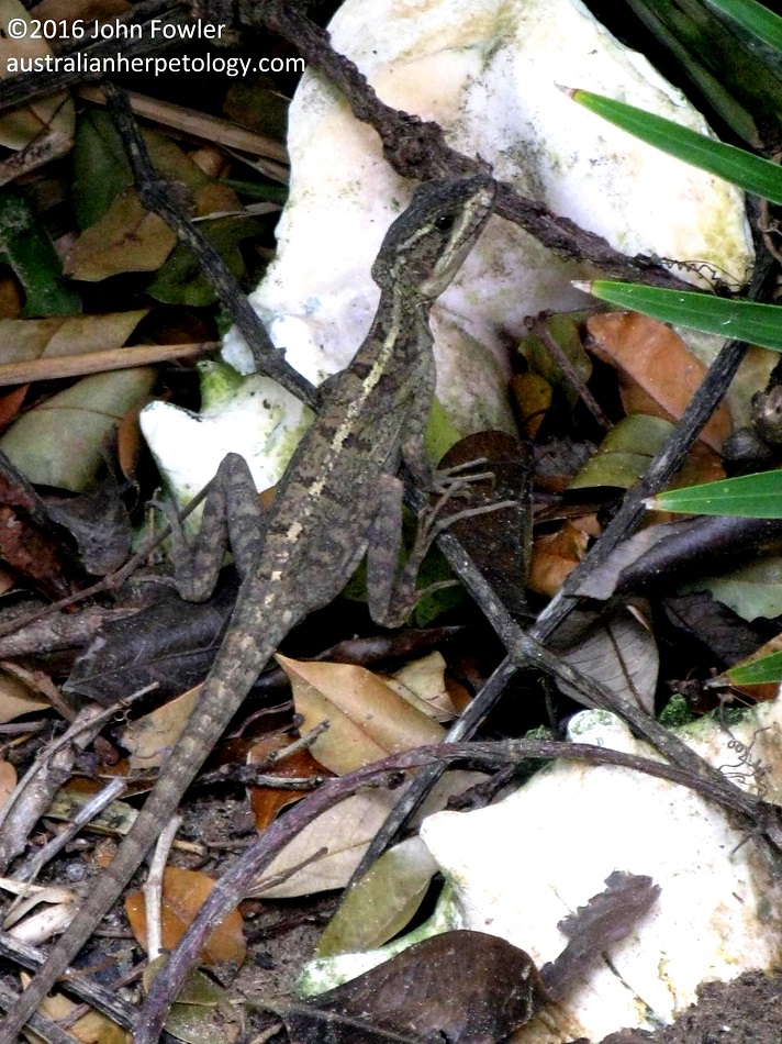 Young Brown Basilisk (Basiliscus vittatus) photographed in Gumbalimba Park on Roatan (Island) in the Honduras