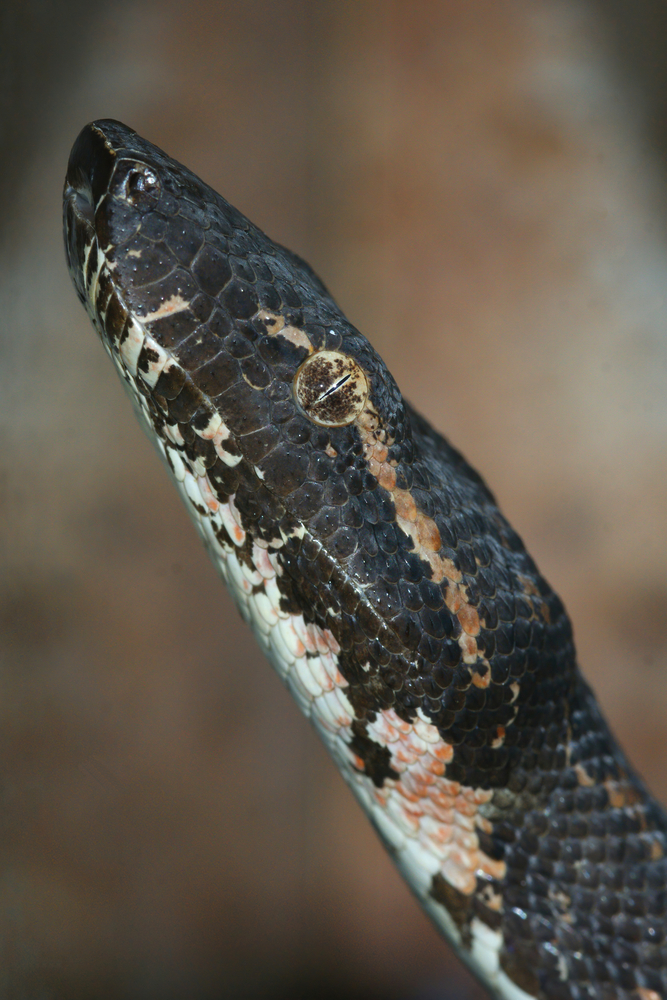 Pacific Boa - Credit: Photo by depositphotos.com