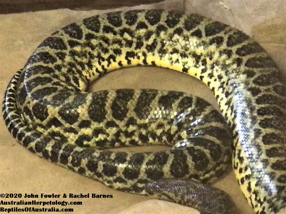 Yellow Anaconda Eunectes notaeus
