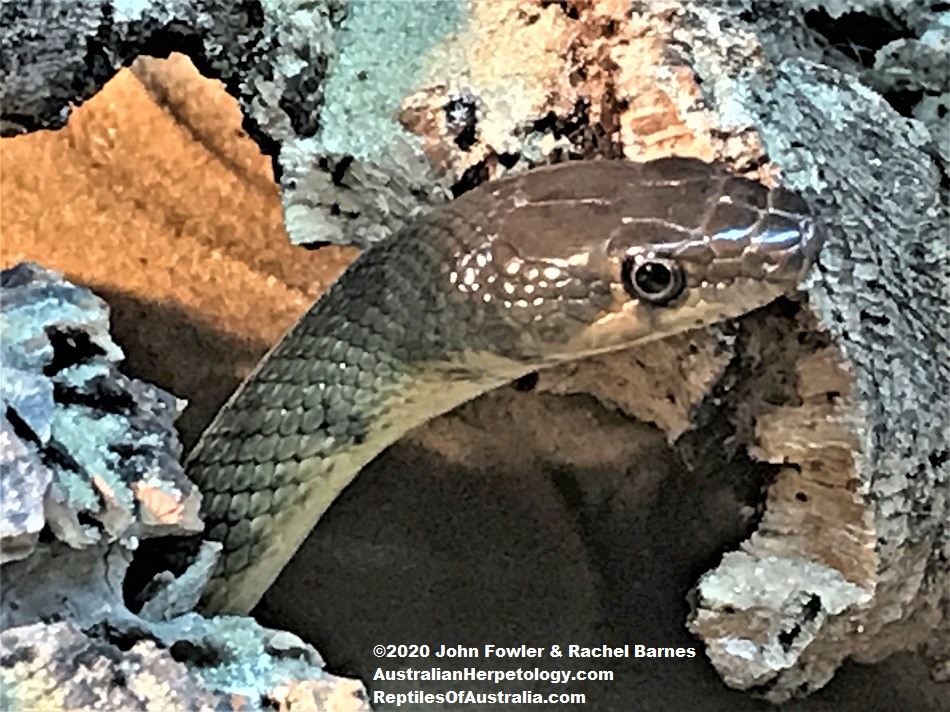 Flowered Desert Racer (Platyceps florulentus)