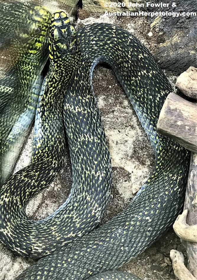 King Ratsnake&nbsp;(Elaphe carinata)