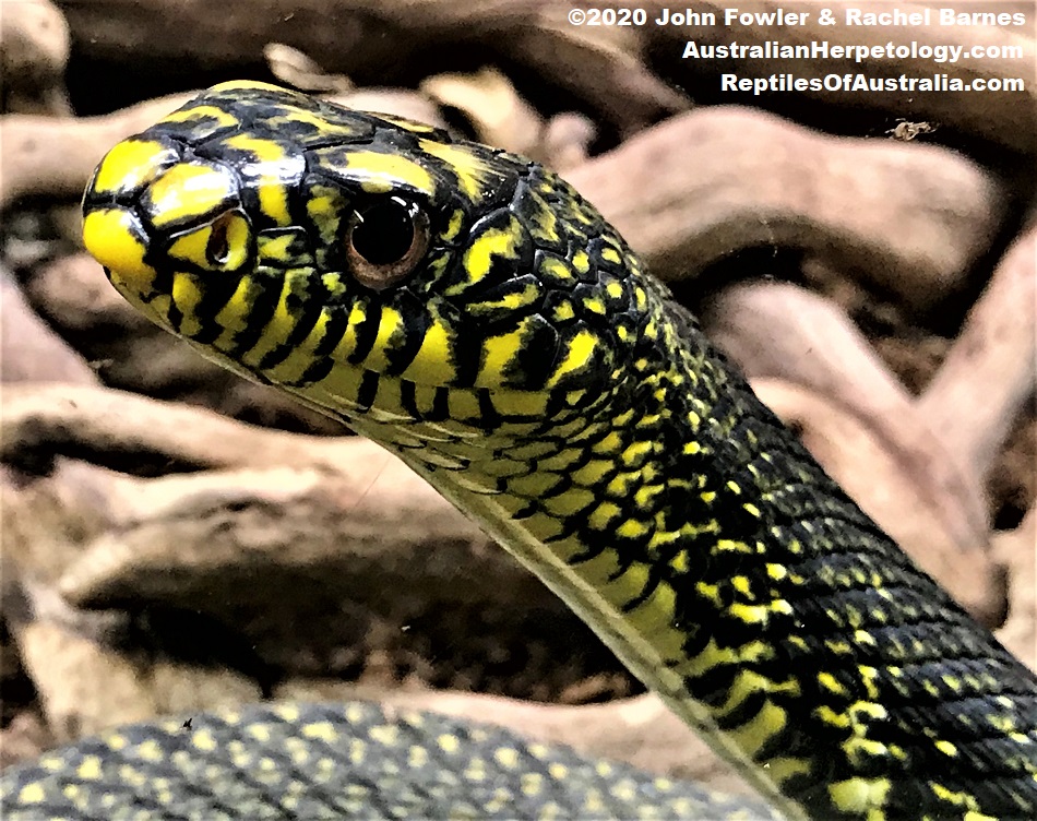 King Ratsnake&nbsp;(Elaphe carinata)
