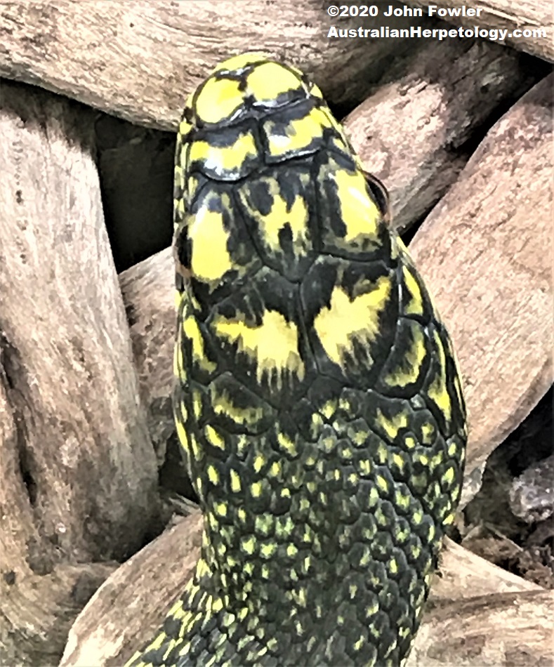 King Ratsnake&nbsp;(Elaphe carinata)