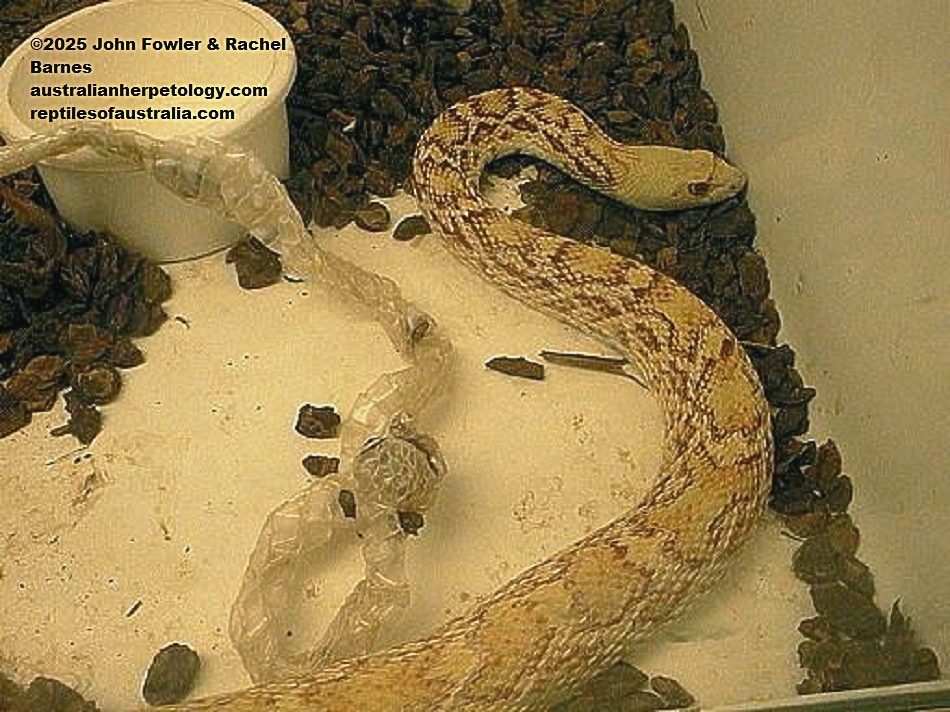 Albino Sonoran Gopher Snake (Pituophis melanoleucus affinis)