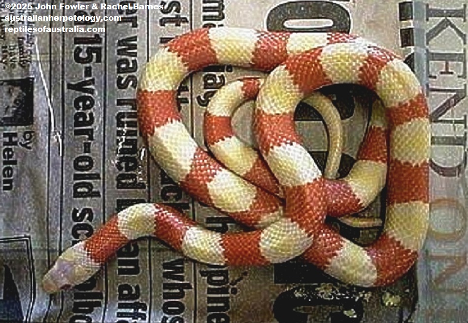 Albino Honduran Milk Snake (Lampropeltis triangulum hondurensis) photographed at Jungle Phase, England (Permanently Closed)