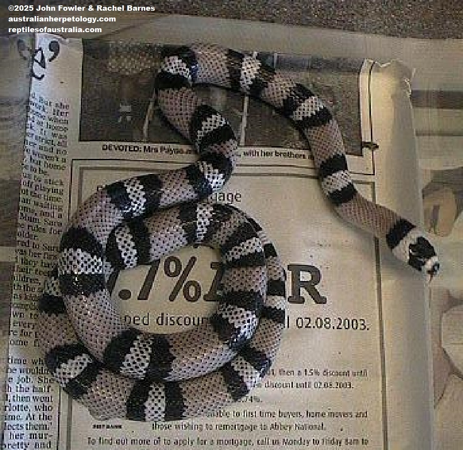Anerythristic Honduran Milk Snake (Lampropeltis triangulum hondurensis) photographed at Jungle Phase, England (Permanently Closed)