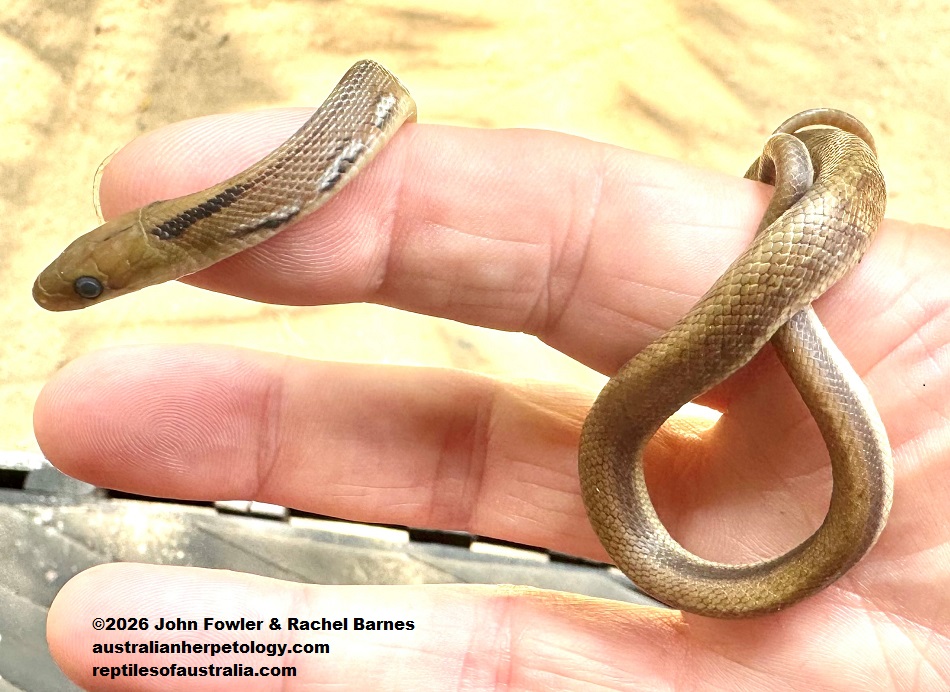 Young Trinket Snake (Coelognathus helena) photographed in Sri Lanka 
