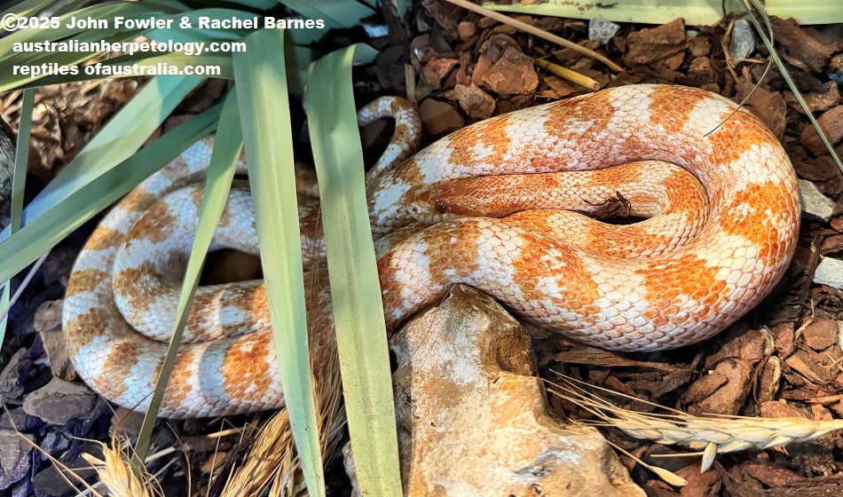 Corn Snake (Pantherophis guttatus) Morph, photographed at Vivarium de Meyrin, Geneva, Switzerland