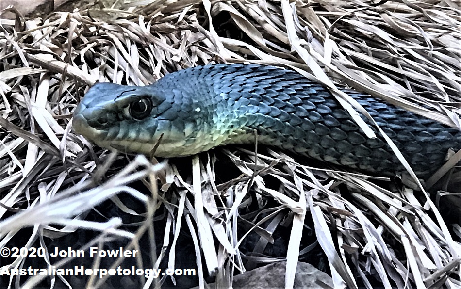 Montpellier Snake (Malpolon monspessulanus)