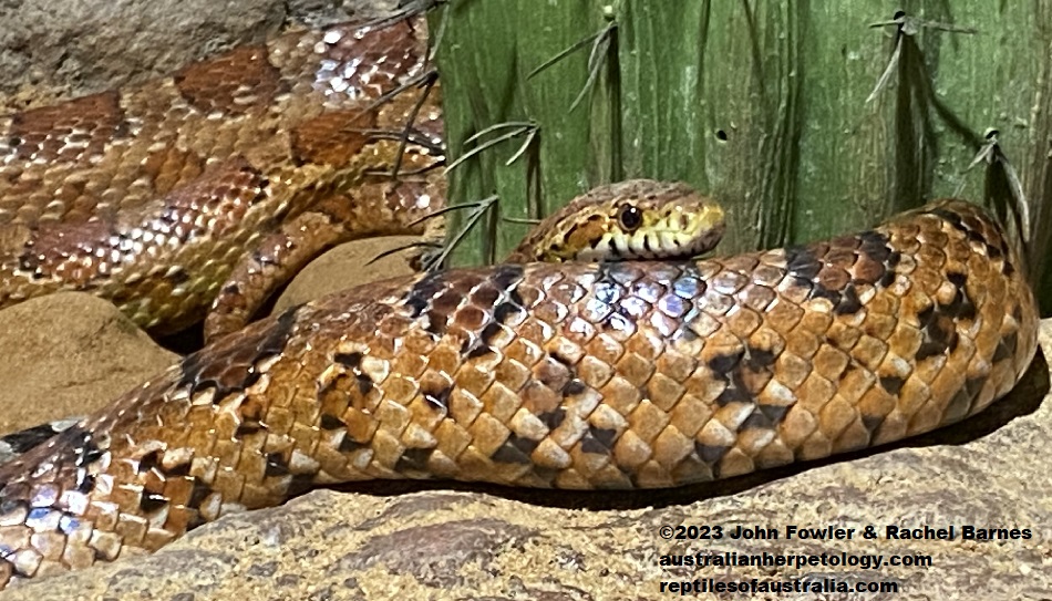 This Corn Snake (Pantherophis guttatus) was photographed at the Gorge Wildlife Park, South Australia