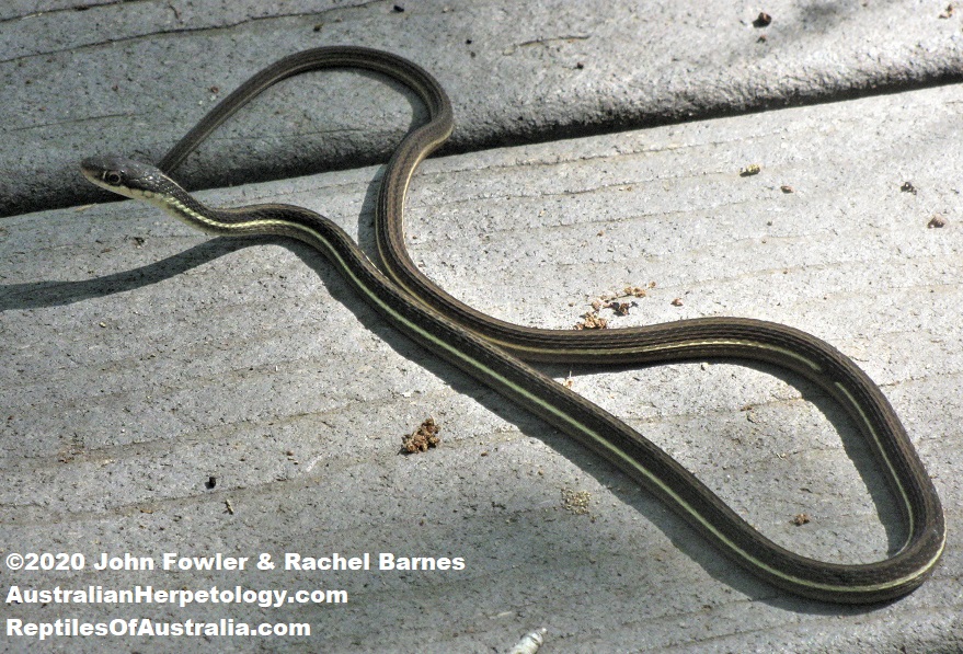 Peninsula Ribbon Snake (Thamnophis sauritus sackenii), photographed on Merritt Island, Florida