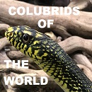 COLUBRIDS OF THE WORLD