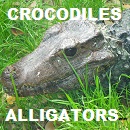 Crocodiles of the world