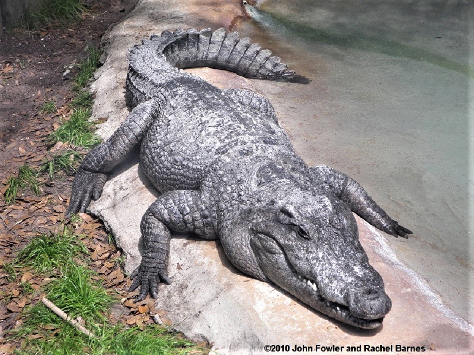 Siamese Crocodile  Crocodiles Of The World