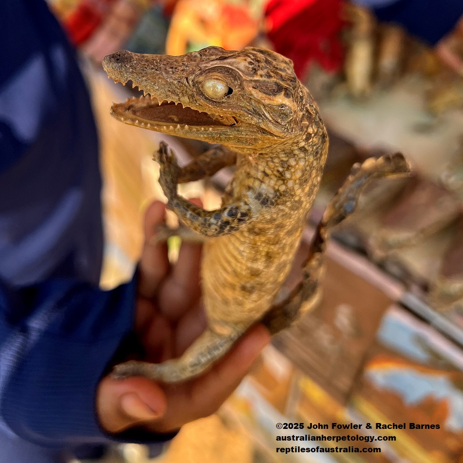 Crocodile Souvenire for sale at Prasat-Bakong, Kampong-Park, Cambodia