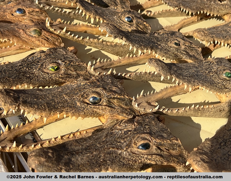 Crocodile heads for sale at Prasat-Bakong, Kampong-Park, Cambodia bred in crocodile farms