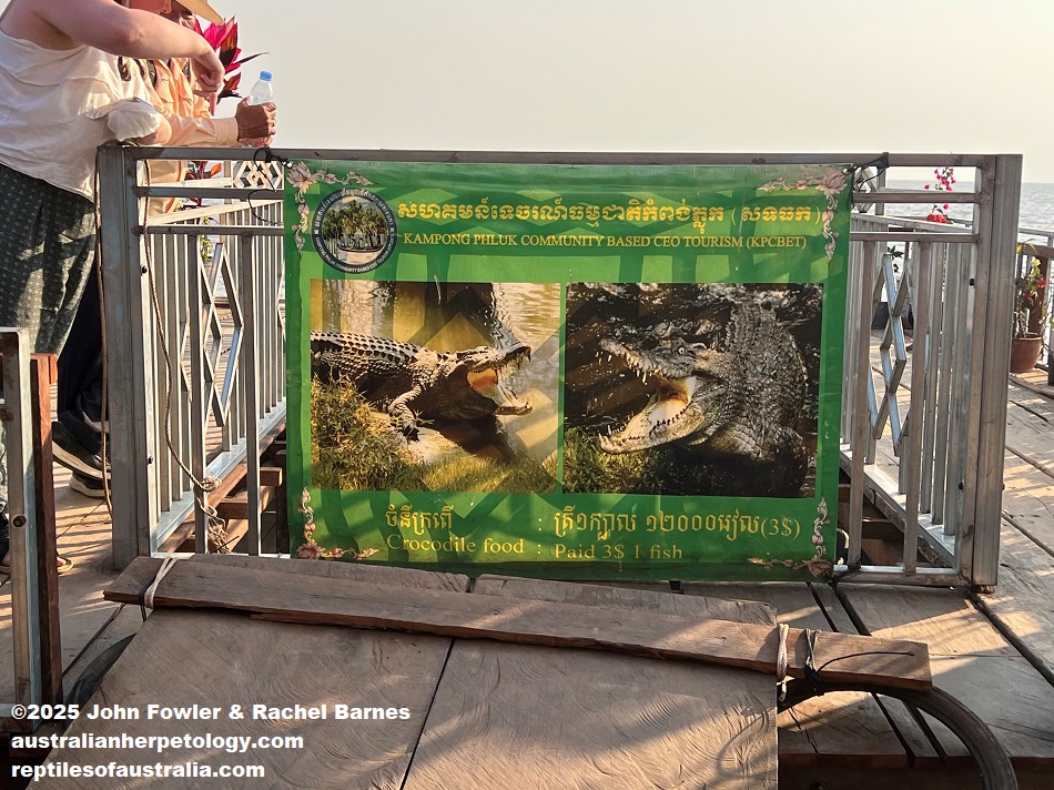 This floating crocodile enclosure was attached to a restaurant which was out in Toni Snap Lake-Cambodia. There were a few other reptiles also on display in the restaurant, but some were not housed very well.