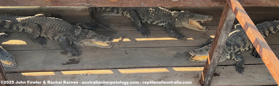 Possible hybrids photographed in a crocodile enclosure was attached to a restaurant which was out in Toni Snap Lake-Cambodia