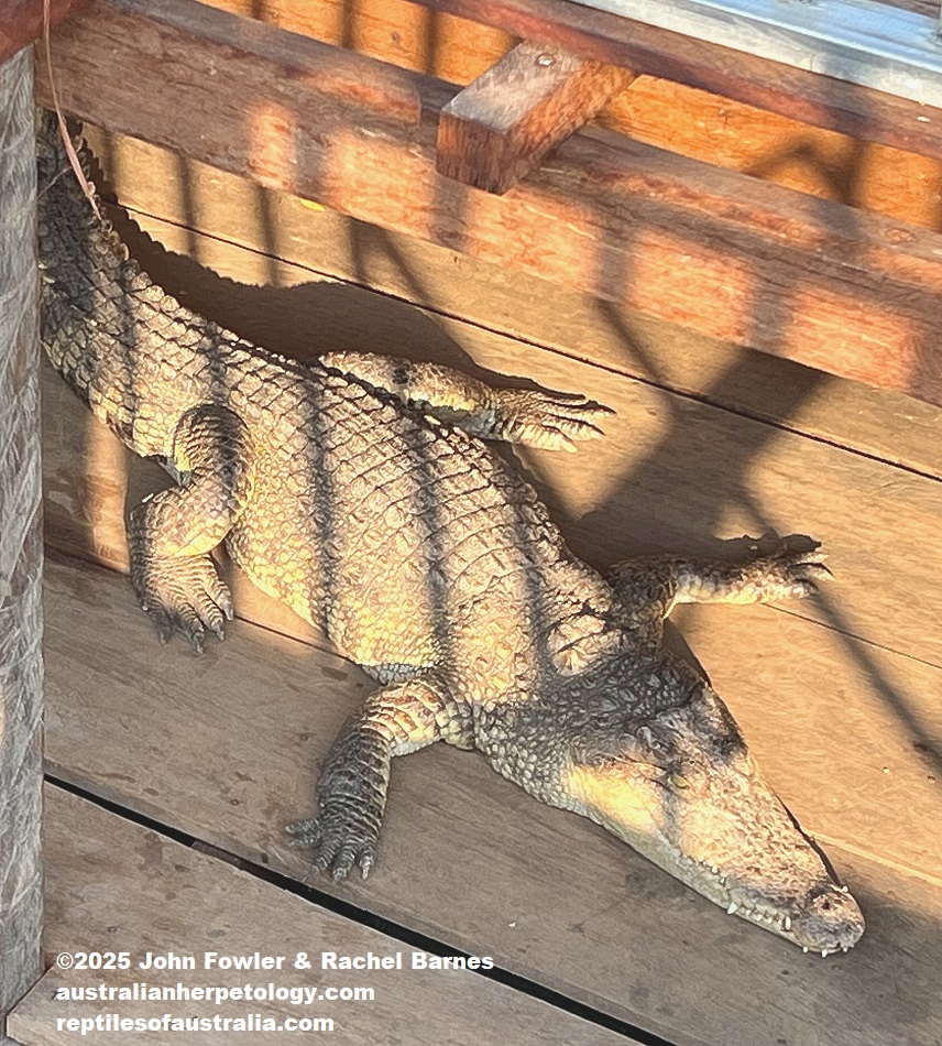 Possible hybrid photographed in a crocodile enclosure was attached to a restaurant which was out in Toni Snap Lake-Cambodia